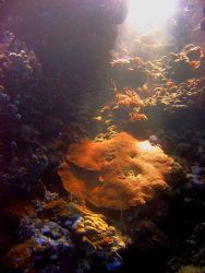 A ray of sun shines down a hole in the coral reef top, il... by Stein A. Mollerhaug 